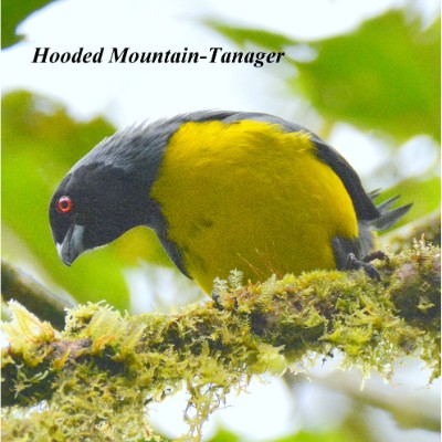 Hooded Moutain-Tanager